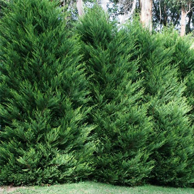 Planting Trees for Privacy: Your Guide to Creating a Natural Screen