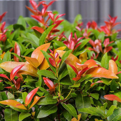 Planting Trees for Privacy: Your Guide to Creating a Natural Screen