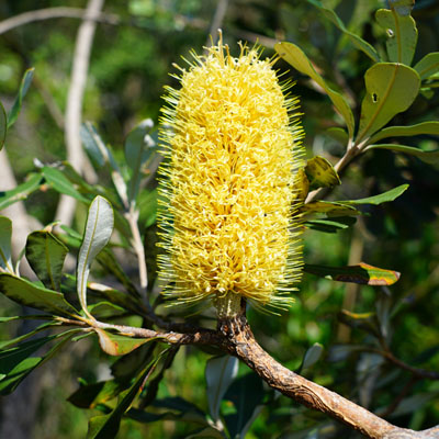 Planting Trees for Privacy: Your Guide to Creating a Natural Screen