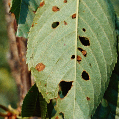 How to Choose the Right Tree Removal Service