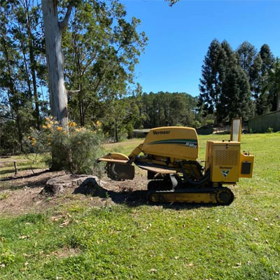 How to Choose the Right Tree Removal Service