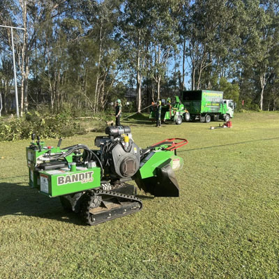 How to Choose the Right Tree Removal Service