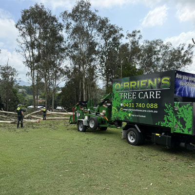 How to Choose the Right Tree Removal Service