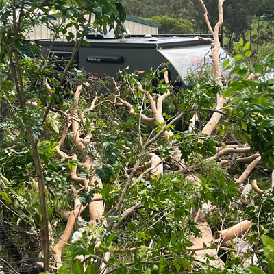 How to Choose the Right Tree Removal Service