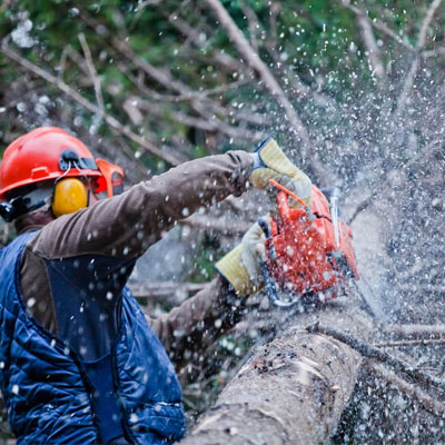Is Your Arborist Insured? Why It Matters for Your Safety and Property