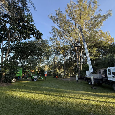 Is Your Arborist Insured? Why It Matters for Your Safety and Property