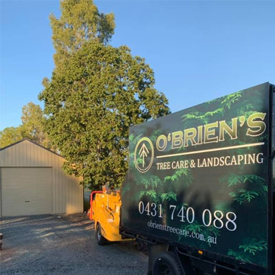 Is Your Arborist Insured? Why It Matters for Your Safety and Property