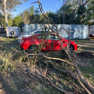 Is Your Arborist Insured? Why It Matters for Your Safety and Property