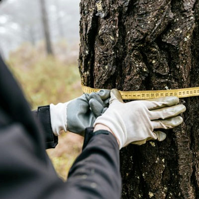 What to Expect from a Certified Arborist Report