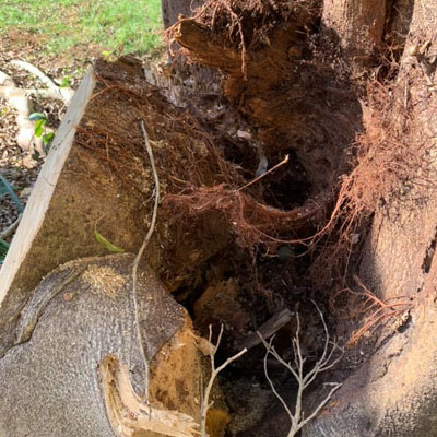 What to Expect from a Certified Arborist Report