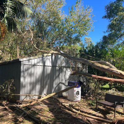 What You Need to Know About Large Tree Removals