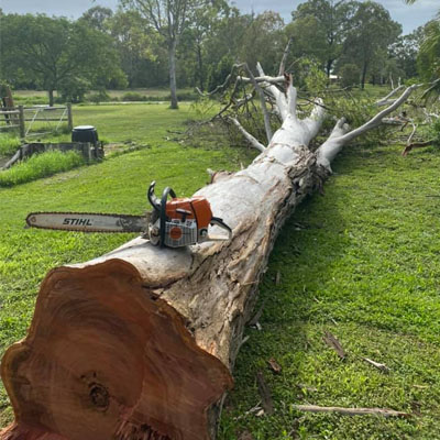 What You Need to Know About Large Tree Removals