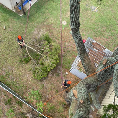 What You Need to Know About Large Tree Removals