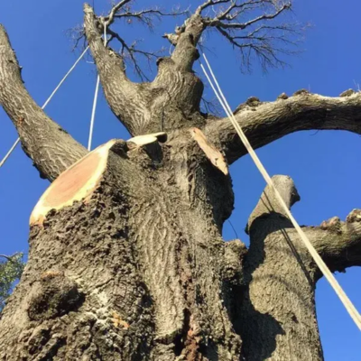 What Makes a Tree ‘Too Big’ for Safe DIY Removal?