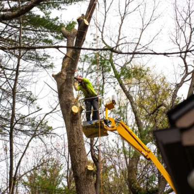 What Makes a Tree ‘Too Big’ for Safe DIY Removal?