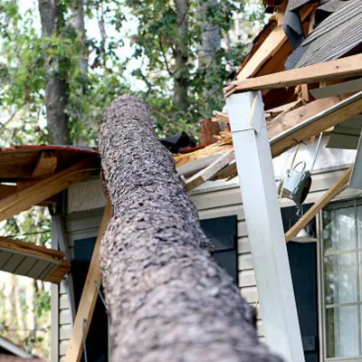 What Makes a Tree ‘Too Big’ for Safe DIY Removal?