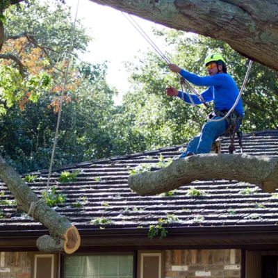 What Makes a Tree ‘Too Big’ for Safe DIY Removal?