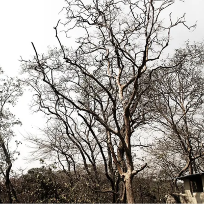 Is That Tree Dying? Signs of Decline You Shouldn’t Ignore