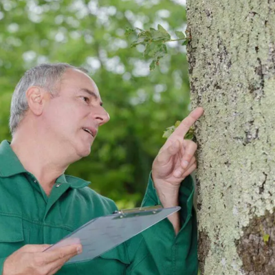 Is That Tree Dying? Signs of Decline You Shouldn’t Ignore