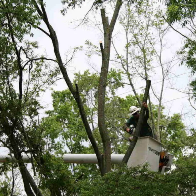 Tree Pruning Mistakes That Can Permanently Harm Your Trees
