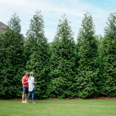 Tree Selection Mistakes: Species That Outgrow Their Space in South-East QLD
