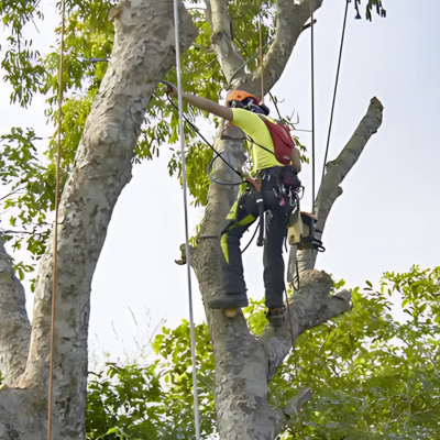 Tree Pruning Mistakes That Can Permanently Harm Your Trees