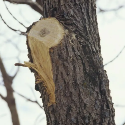 Tree Pruning Mistakes That Can Permanently Harm Your Trees