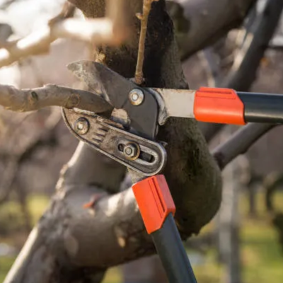 Tree Pruning Mistakes That Can Permanently Harm Your Trees