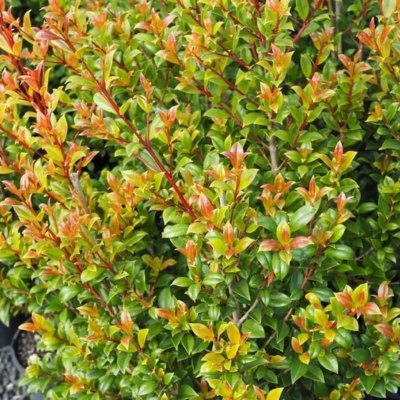 Tree Selection Mistakes: Species That Outgrow Their Space in South-East QLD