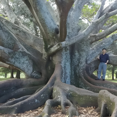 Tree Selection Mistakes: Species That Outgrow Their Space in South-East QLD