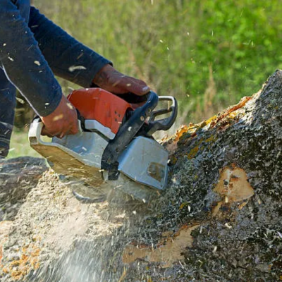 Is That Tree Dying? Signs of Decline You Shouldn’t Ignore