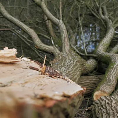 Is That Tree Dying? Signs of Decline You Shouldn’t Ignore
