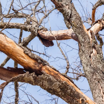 Is That Tree Dying? Signs of Decline You Shouldn’t Ignore