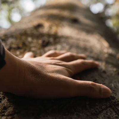 How Arborists Assess Tree Health Without Guesswork