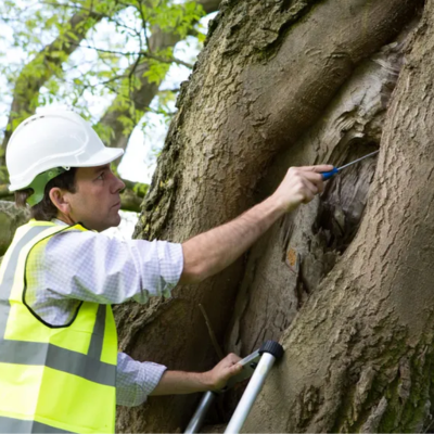 How Arborists Assess Tree Health Without Guesswork