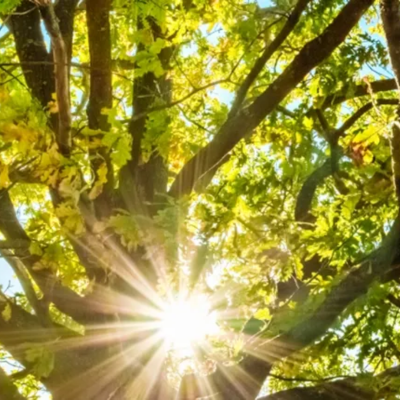 How Arborists Assess Tree Health Without Guesswork