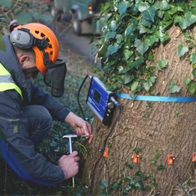 How Arborists Assess Tree Health Without Guesswork