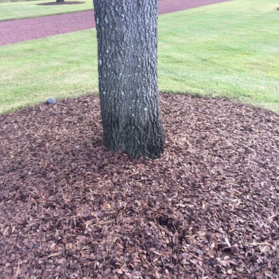 Bark Health: What Your Trees Are Telling You