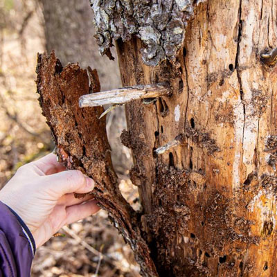 Bark Health: What Your Trees Are Telling You