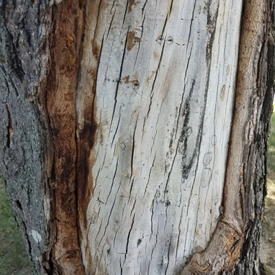 Bark Health: What Your Trees Are Telling You