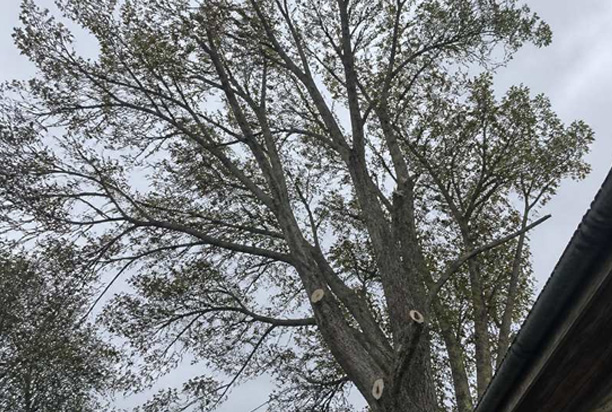 Heat Stress in Trees: Signs, Recovery and Prevention