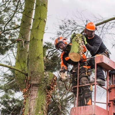 Sudden Leaf Drop: Why Healthy Trees Sometimes Shed Early
