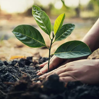 Recently Planted Tree Problems: Why New Trees Struggle and How to Help Them Recover