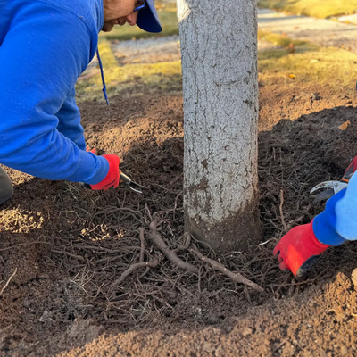Soil Compaction and Tree Stress: Why Healthy Roots Start Underground