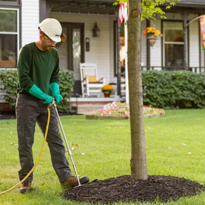 Sudden Leaf Drop: Why Healthy Trees Sometimes Shed Early