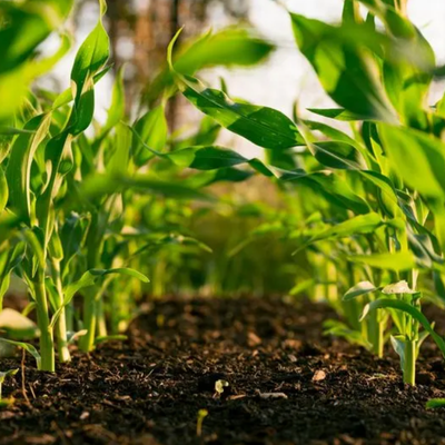 Soil Compaction and Tree Stress: Why Healthy Roots Start Underground