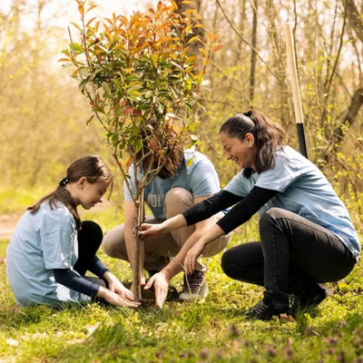 Sudden Leaf Drop: Why Healthy Trees Sometimes Shed Early