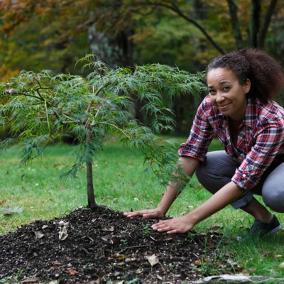 Recently Planted Tree Problems: Why New Trees Struggle and How to Help Them Recover