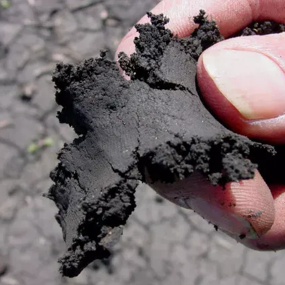 Soil Compaction and Tree Stress: Why Healthy Roots Start Underground