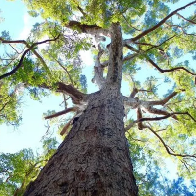 Sudden Leaf Drop: Why Healthy Trees Sometimes Shed Early